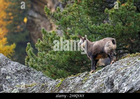 Gämsen (Rupicapra rupicapra), auf einem Felsen stehende männliche Gämsen, Seitenansicht, Italien, Nationalpark Gran Paradiso, Valsavarenche Stockfoto