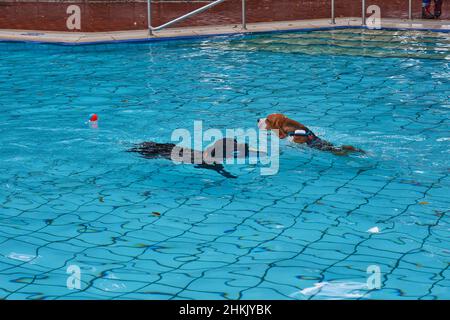 Zwei Hunde bei Dog schwimmen in einem Freiluftbad, Deutschland Stockfoto