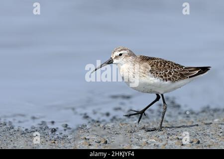 Curlew Sandpiper (Calidris ferruginea), Jugendliche Spaziergänge am Ufer, Spanien, Andalusien, Sanlucar de Barrameda Stockfoto