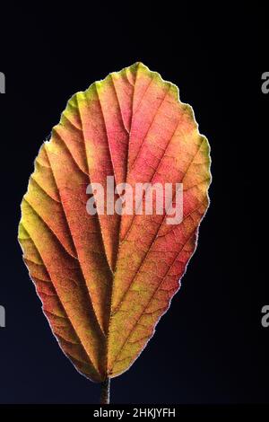 Hamamelis intermedia, Hamamelis x intermedia, Herbstblatt auf schwarzem Grund Stockfoto
