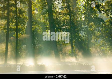 aspen, Pappel (Populus spec.), Pappeln im Morgennebel, Belgien, Ostflandern, Semmerzake, Scheldevallei Stockfoto