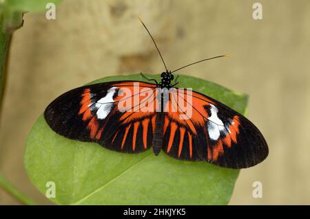 Hecales Langflügel, Passions Flower Butterfly (Heliconius melpomene), sitzend auf einem Blatt, Rückenansicht, Ecuador Stockfoto