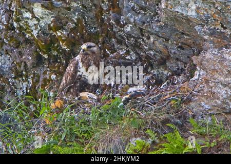 Amerikanischer Bussard mit rauen Beinen (Buteo lagopus), am Astre, mit gefangenem Lemming, um die Küken zu füttern, Norwegen Stockfoto