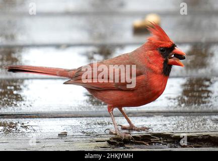 Männlicher Northern Cardinal auf einem nassen Deck Stockfoto