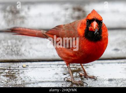 Männlicher Northern Cardinal auf einem nassen Deck Stockfoto