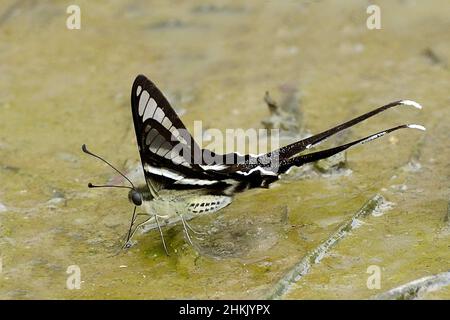 Weißer Dragontail, Schwalbenschwanz (Lamproptera curius curius), auf nassem Boden sitzend, Seitenansicht, Thailand Stockfoto