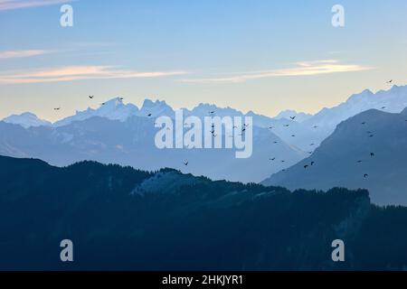 alpine Chough (Pyrrhocorax graculus), Flying Flock vor den Berner Alpen mit Niederhorn und Beatenberg, Schweiz, Berner Oberland Stockfoto