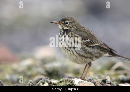 Felsgrube (Anthus petrosus), Juvenile steht am Strand der Nordsee, Niederlande, Frisia, Holwerd Stockfoto