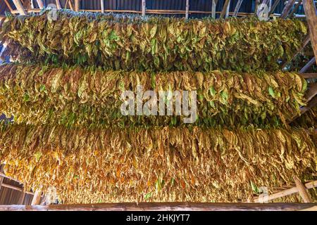 Kulturtabak, gewöhnlicher Tabak, Tabak (Nicotiana tabacum), Tabakblätter zum Trocknen in einer luftigen Halle mit Blechdach, Kuba, Pinar del Rio, Stockfoto