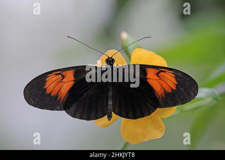 Hecales langflügeliger Passions-Blütenschmetterling (Heliconius melpomene), sitzend auf einer gelben Blüte, Blick von oben Stockfoto