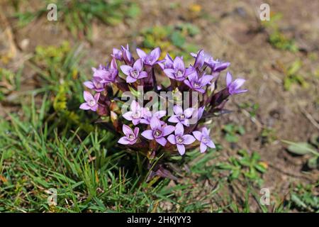 Felgenzian (Gentianella campestris, Gentiana campestris), Blühender Felgenzian auf einer alpinen Wiese am Beatenberg, Schweiz, Bern Stockfoto