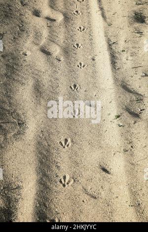 houbara bustard (Chlamydotis undulata), Fußabdrücke auf sandigen Böden, Kanarische Inseln, Lanzarote Stockfoto