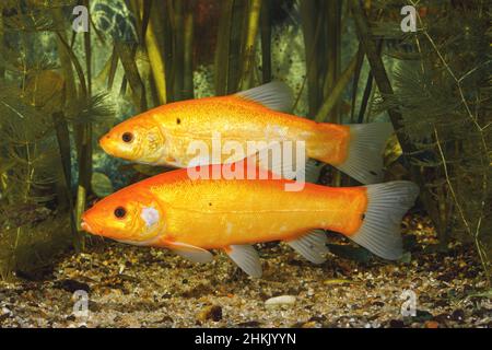 Schleie (Tinca tinca), orange Farbe morph, weiblich und männlich im Hintergrund, Deutschland Stockfoto