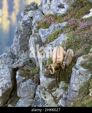 Gämsen (Rupicapra rupicapra), weibliche Gämsen und Jungtiere, die einen steilen Berghang hinunterlaufen, Seitenansicht, Schweiz, Berner Oberland Stockfoto