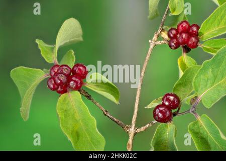 Geißbohne, Geißbohne, Geißbohne, Honigbohne (Lonicera nigra), Zweige mit Beeren, Deutschland, Bayern, Ammergebirge Stockfoto