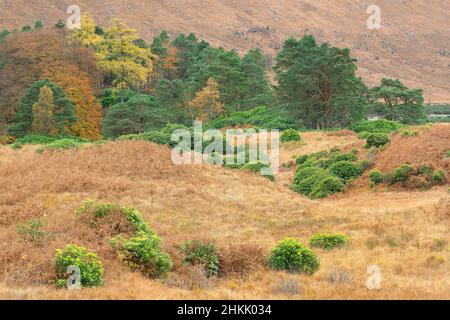 Sträucher im Etive Valley, Vereinigtes Königreich, Schottland, Etive Mor, Glencoe Stockfoto