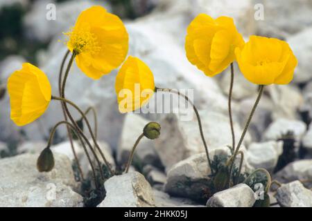 Rhaeticum Mohn (Papaver rhaeticum), blühend, Schweiz, Morteratsch Stockfoto