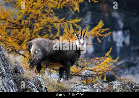 Gämsen (Rupicapra rupicapra), auf einem Felsen stehende männliche Gämsen, Seitenansicht, Italien, Nationalpark Gran Paradiso, Valsavarenche Stockfoto