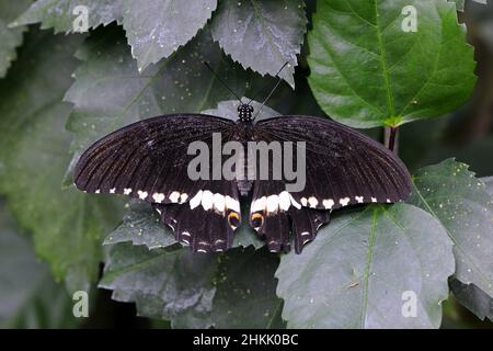 Gemeiner Mormon (Papilio polytes), sitzend auf einem Blatt, dorsale Ansicht Stockfoto