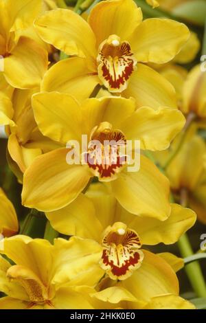 cymbidium Orchidee, Hybrid (Cymbidium-Hybride), Blumen, Deutschland, Bayern Stockfoto