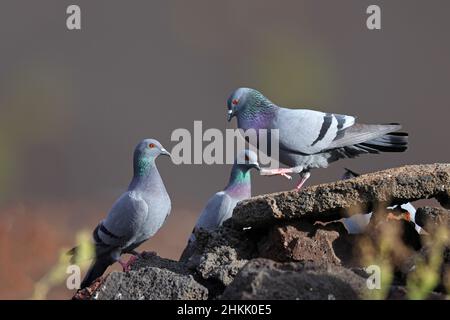 felstaube (Columba livia), Männchen, das sich vor Weibchen auf Lavagestein, Kanarische Inseln, Lanzarote, Timanfaya-Nationalpark paart Stockfoto