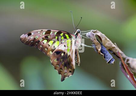 Schwanzhäher, Grünes Dreieck, Schwanzgrüner eichelhäher, Grünes Dreieck (Graphium agamemnon, Papilio agamemnon), sitzend an einem geschrumpften Blatt, Seitenansicht, Stockfoto