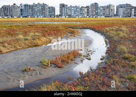 Jährliche Seablite, jährliche Seeblite, Herbstliche Seeblite (Suaeda maritima), im Natuurreservaat Baai van Heist, Belgien, Westflandern, Stockfoto