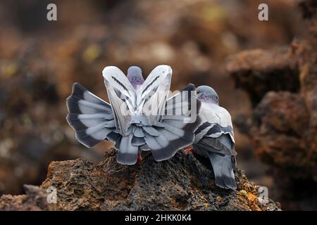 felstaube (Columba livia), Männchen breitet Schwanz und Flügel aus, Rückansicht, Kanarische Inseln, Lanzarote, Timanfaya-Nationalpark Stockfoto