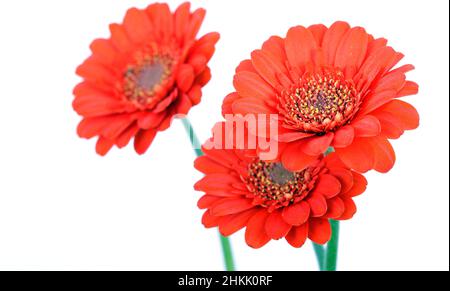 Barebeton Daisy, Gerbera, Transvaal Daisy, Gerbera Daisy (Gerbera jamesonii), Barebeton Daisy Flowers, Ausschnitt Stockfoto