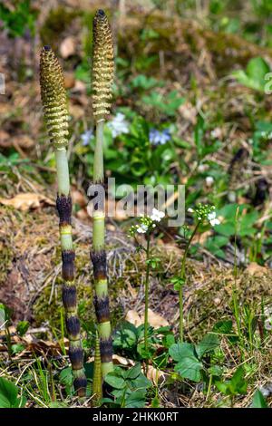 Großer Schachtelhalm (Equisetum telmateia, Equisetum telmateja, Equisetum Maximum), fruchtbare Stängel, Deutschland, Bayern, Ammergebirge Stockfoto