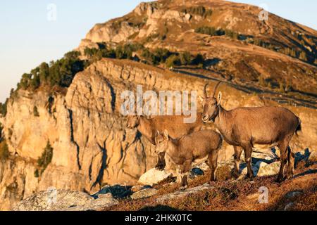 Alpine Ibex (Capra ibex, Capra ibex ibex), zwei weibliche alpine Ibex, die mit einem Fawn auf einer Hanglage vor einer Felswand stehen, Seitenansicht, Stockfoto