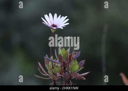 Flor Stockfoto