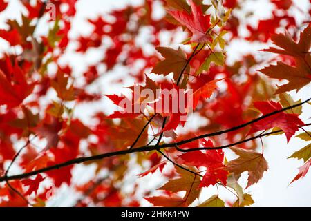 Nahaufnahme von schönen Zweigen aus roten kanadischen Ahornblättern im Herbst Hintergrund. Stockfoto