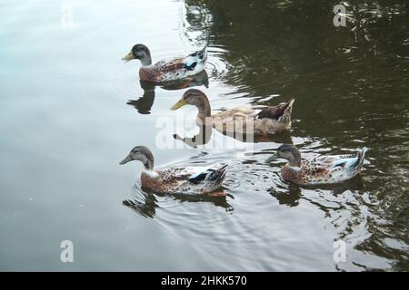 Enten schwimmen in einem Teich in einem Botanischen Garten Stockfoto