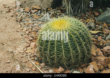 Nahaufnahme eines kleinen Kaktus in einem Botanischen Garten in Australien Stockfoto