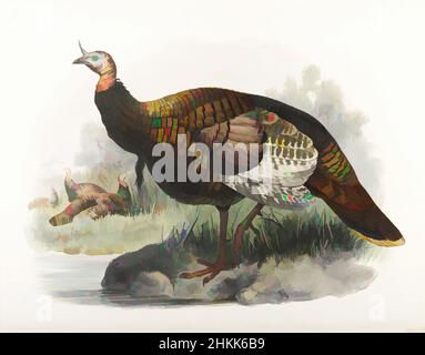 Kunst inspiriert von Meleagris Gallopavo: Wild Turkey, John Gould, Brite, 1804-1881, Lithographie auf Wove-Papier, 23 3/8 x 18 3/8 Zoll, 59,4 x 46,7 cm, Vogel, Naturstudie, Ornithologie, Danksagekunst, Türkei, Classic Works modernisiert von Artotop mit einem Schuss Moderne. Formen, Farbe und Wert, auffällige visuelle Wirkung auf Kunst. Emotionen durch Freiheit von Kunstwerken auf zeitgemäße Weise. Eine zeitlose Botschaft, die eine wild kreative neue Richtung verfolgt. Künstler, die sich dem digitalen Medium zuwenden und die Artotop NFT erschaffen Stockfoto