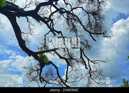 Der schönste Baum und Himmel Stockfoto