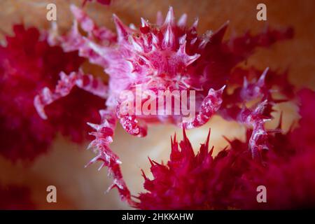 Eine schwer zu findende, rosa Candy-Krabbe, Hoploprys oatesi, tarnt sich in den vibrierenden weichen Korallen, in denen sie wohnt. Stockfoto