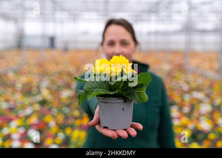 Nürnberg, Deutschland. 04th. Februar 2022. Die Ziergärtnerin Carina Langhans hält eine Primel in der Hand. Nach den dunklen Wintermonaten sehnen sich viele nach dem Frühling - und kaufen Primeln und andere blühende Frühlingsboten. Für Kindergärten ist dies ein wichtiges Geschäft. (To dpa 'Nurseries hope for good Business with early bloomers') Quelle: Nicolas Armer/dpa/Alamy Live News Stockfoto