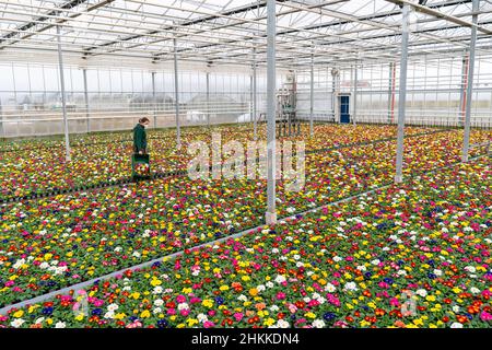 Nürnberg, Deutschland. 04th. Februar 2022. Die Zierpflanzenzücherin Carina Langhans spaziert in einem großen Kindergarten durch ein mit tausenden von Primeln bedecktes Gewächshaus. Nach den dunklen Wintermonaten sehnen sich viele nach dem Frühling - und kaufen Primeln und andere blühende Frühlingsboten. Für die Kindergärten ist dies ein wichtiges Geschäft. Quelle: Nicolas Armer/dpa/Alamy Live News Stockfoto