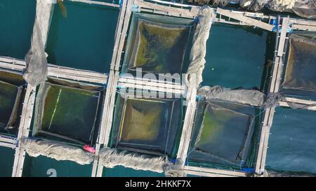 Die Draufsicht auf Salzwasser Fische Käfige in Chanthaburi Provinz von Thailand, Konzept der Aquakultur für die Lebensmittelindustrie Stockfoto