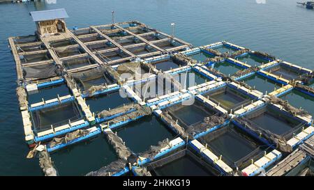 Die Draufsicht auf Salzwasser Fische Käfige in Chanthaburi Provinz von Thailand, Konzept der Aquakultur für die Lebensmittelindustrie Stockfoto