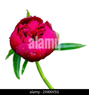 Die halboffene rosa nasse Pfingstrose mit Wassertropfen isoliert auf weißem Hintergrund Stockfoto