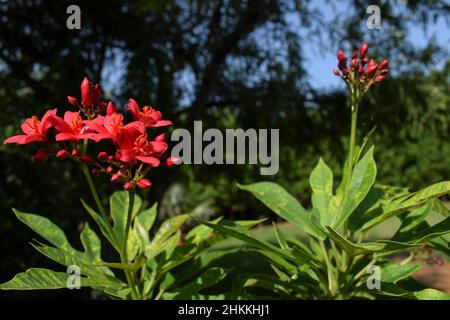 Jatropha integerrima oder Peregrina Haufen kleine rote Blumen mit drei gelappten Blättern in grünen Bäumen Hintergrund Umgebung mit blauem Himmel gepflanzt Stockfoto