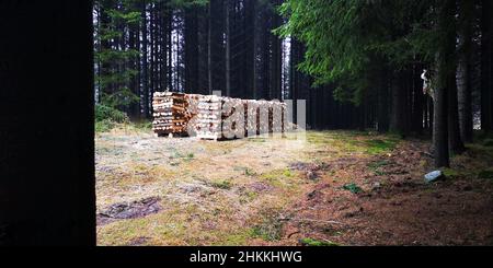 Gestapeltes Brennholz dryng im Holz Stockfoto