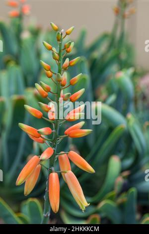 Ventilator Aloe, Solfjäderaloe (Kumara Plicatilis) Stockfoto