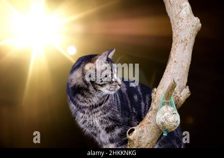 Foto einer einheimischen Kurzhaarkatze, die auf einem Baumstamm sitzt Stockfoto