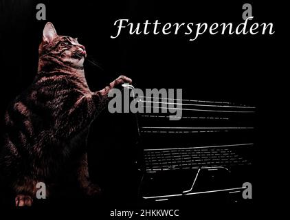 Foto von einer einheimischen Kurzhaarkatze, die einen Einkaufswagen schiebt, Futterspenden Text in Weiß Stockfoto