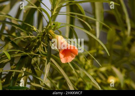 Cascabela Arten, Lucky Nuss, Milchbaum oder Gelber Oleander . Orange Farbe Trompete geformte Blumen Pflanzen mit Natur Hintergrund. Knospen von Cascabela the Stockfoto