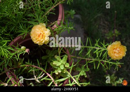 Portulaca grandiflora Blumen auch bekannt als eine mexikanische Rose, 11 Uhr, zehn Uhr Blumen. Sukkulente blühende Hausgartenpflanzen in hellgelber Colou Stockfoto